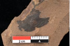 Foto (Detailansicht) von Sphaeria palaeobumeliae Ettingshausen (NHMW-GEO-2024-0188-0039)